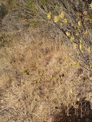 Cordylanthus rigidus