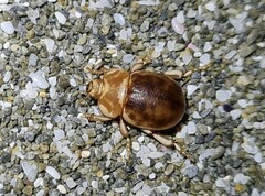 Chaerodes trachyscelides