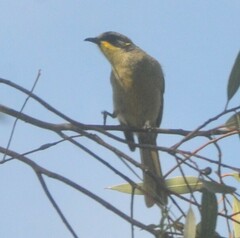 Lichenostomus cratitius