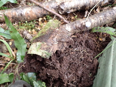 Aeschrodomus stipulata