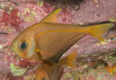 Pempheris compressa
