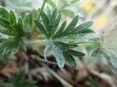Potentilla uniflora