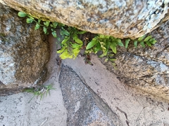 Asplenium lyallii