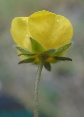 Potentilla uniflora