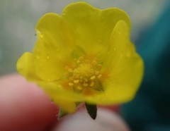 Potentilla uniflora