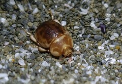 Chaerodes trachyscelides