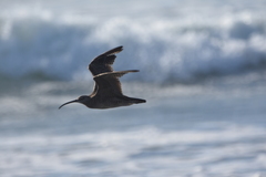 Numenius phaeopus hudsonicus