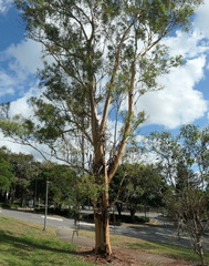 Eucalyptus longirostrata