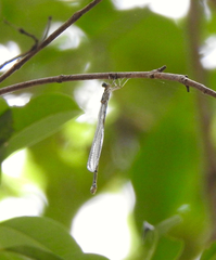 Labidiosticta vallisi