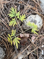 Cymopterus lemmonii