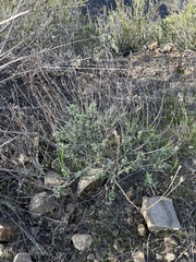 Eriophyllum confertiflorum