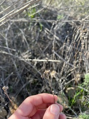Eriophyllum confertiflorum
