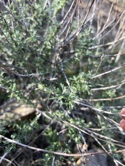 Eriophyllum confertiflorum