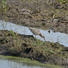 Tringa glareola