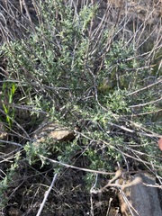 Eriophyllum confertiflorum