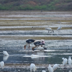 Mycteria leucocephala