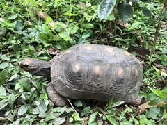 Chelonoidis carbonarius