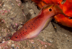 Austrolabrus maculatus