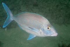 Nemadactylus douglasii