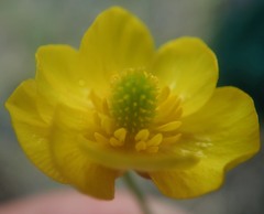 Ranunculus pedatifidus affinis