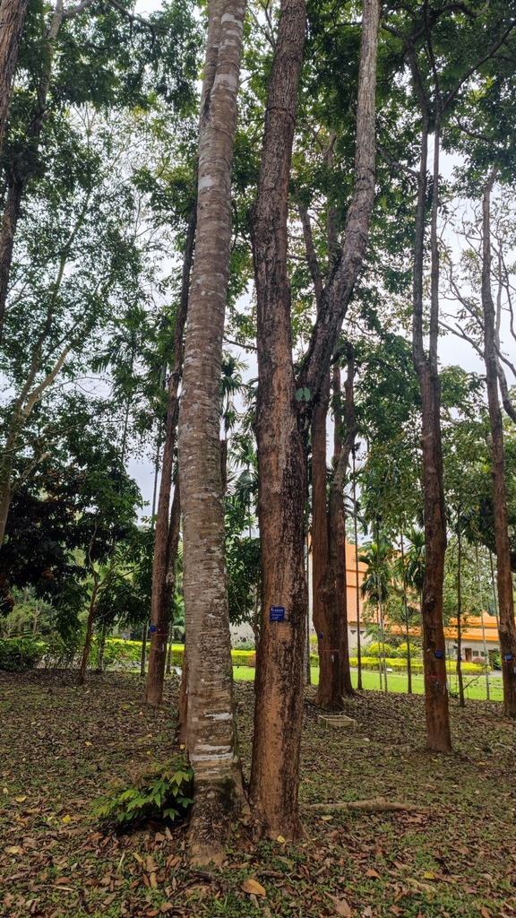 Radermachera microcalyx (Radermachera microcalyx)