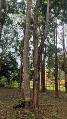 Radermachera microcalyx