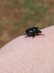 Onthophagus dandalu