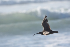 Numenius phaeopus hudsonicus