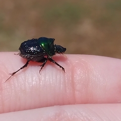 Onthophagus dandalu