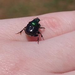 Onthophagus dandalu
