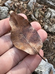 Prunus serotina virens