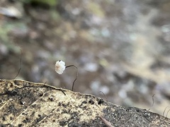 Collybiopsis quercophila