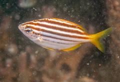 Atypichthys strigatus