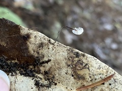 Collybiopsis quercophila