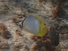 Chaetodon ocellatus