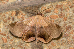 Psimada quadripennis