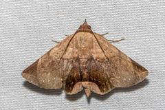 Psimada quadripennis