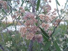 Tessaria integrifolia