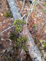 Dicranum condensatum