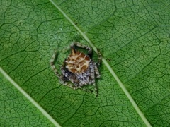 Eriovixia