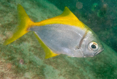 Schuettea scalaripinnis