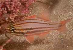 Ostorhinchus limenus