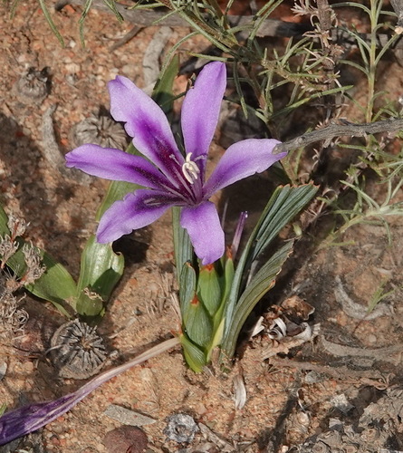 Babiana cuneata