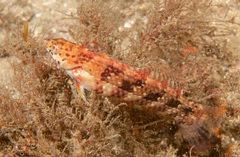 Eupetrichthys angustipes