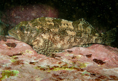 Chironemus marmoratus