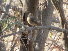 Phoenicurus auroreus