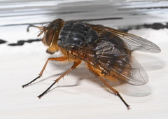 Calliphora hilli