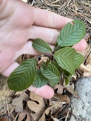 Frangula betulifolia
