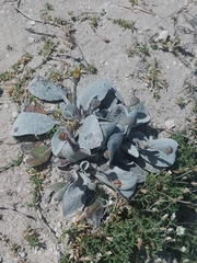 Brachyglottis haastii