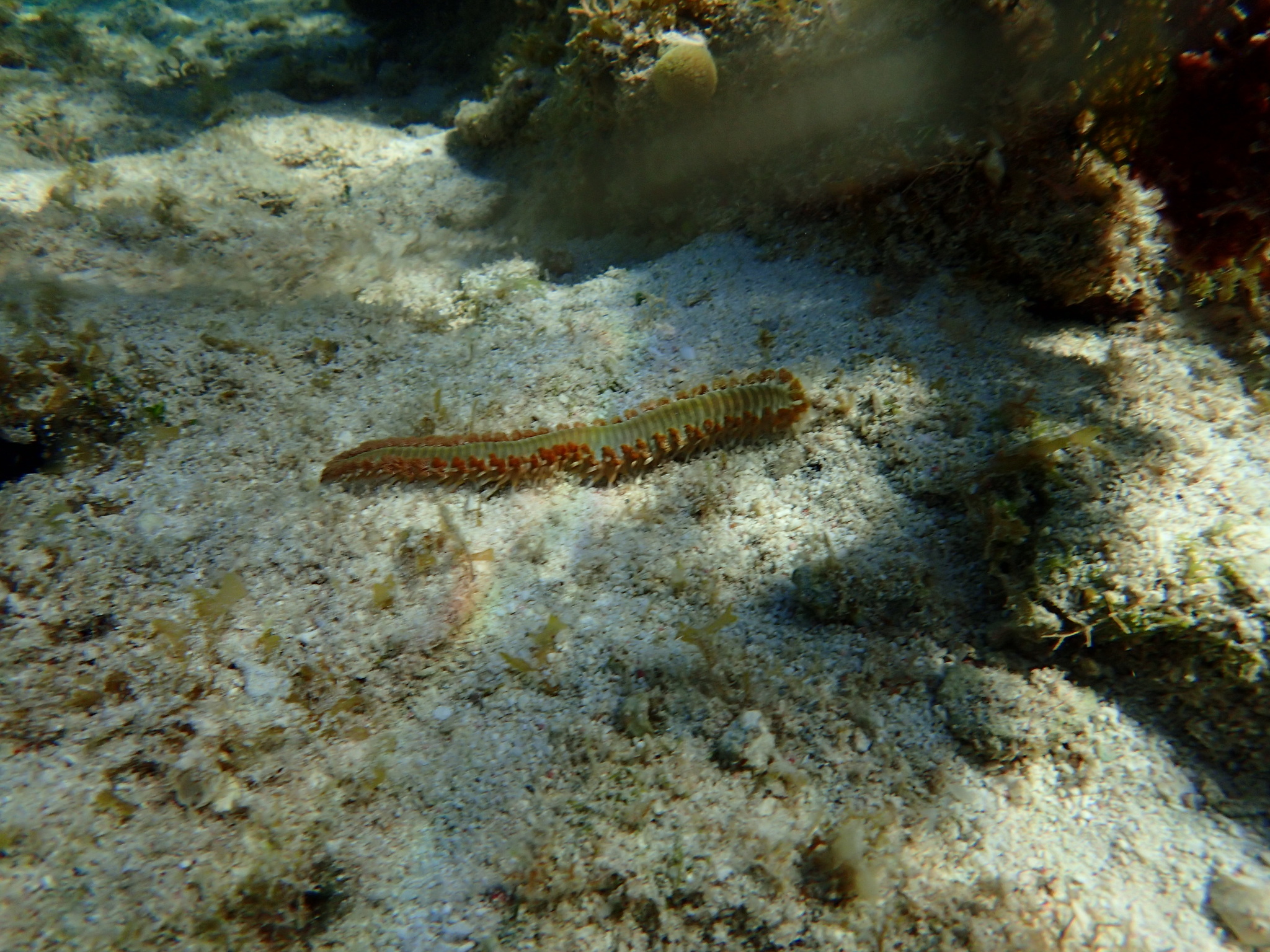 Annelida